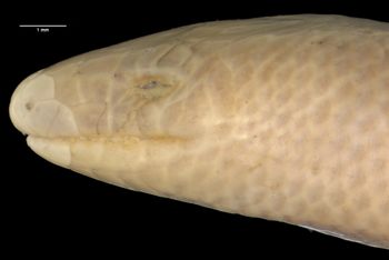 Media type: image;   Herpetology R-26584 Aspect: head lateral